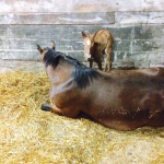 KEIRSYN - Out of SL Absolutely Annie (Owned by Cindy McCloskey)